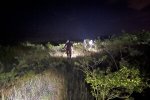 Hunting pythons on foot in the Everglades