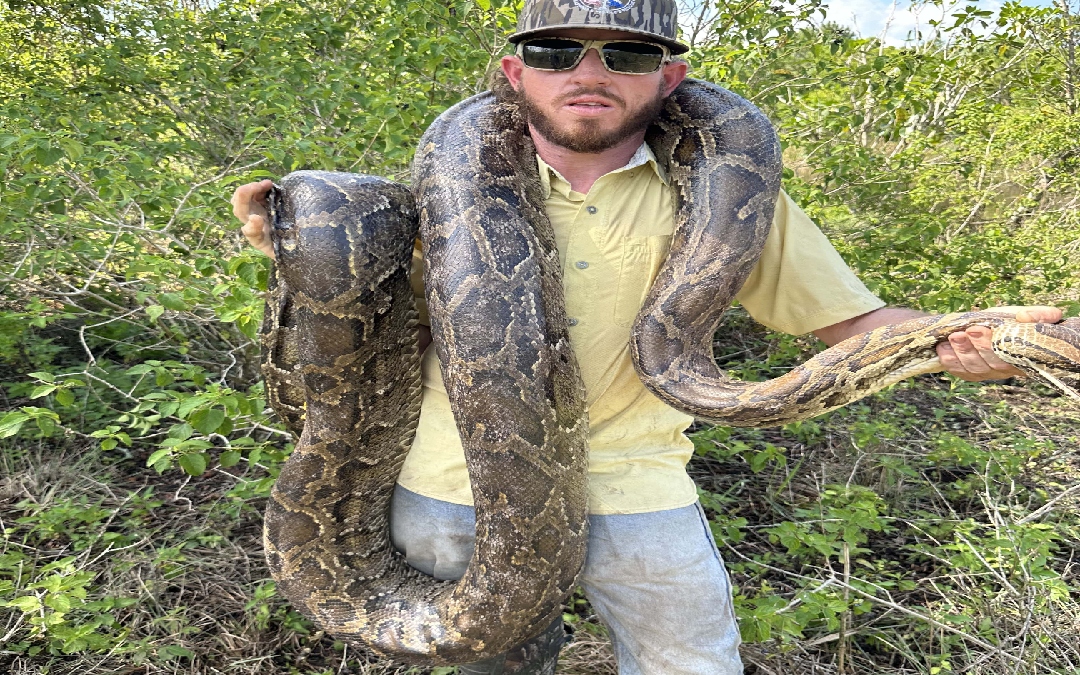 Schools – Everglade Python Hunting