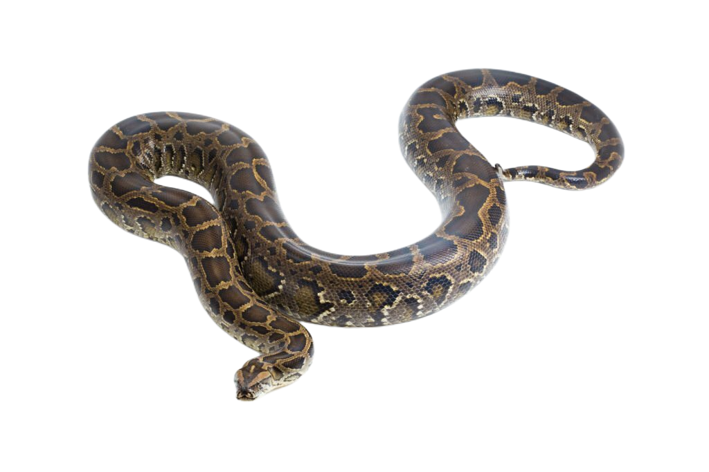 Schools – Everglade Python Hunting