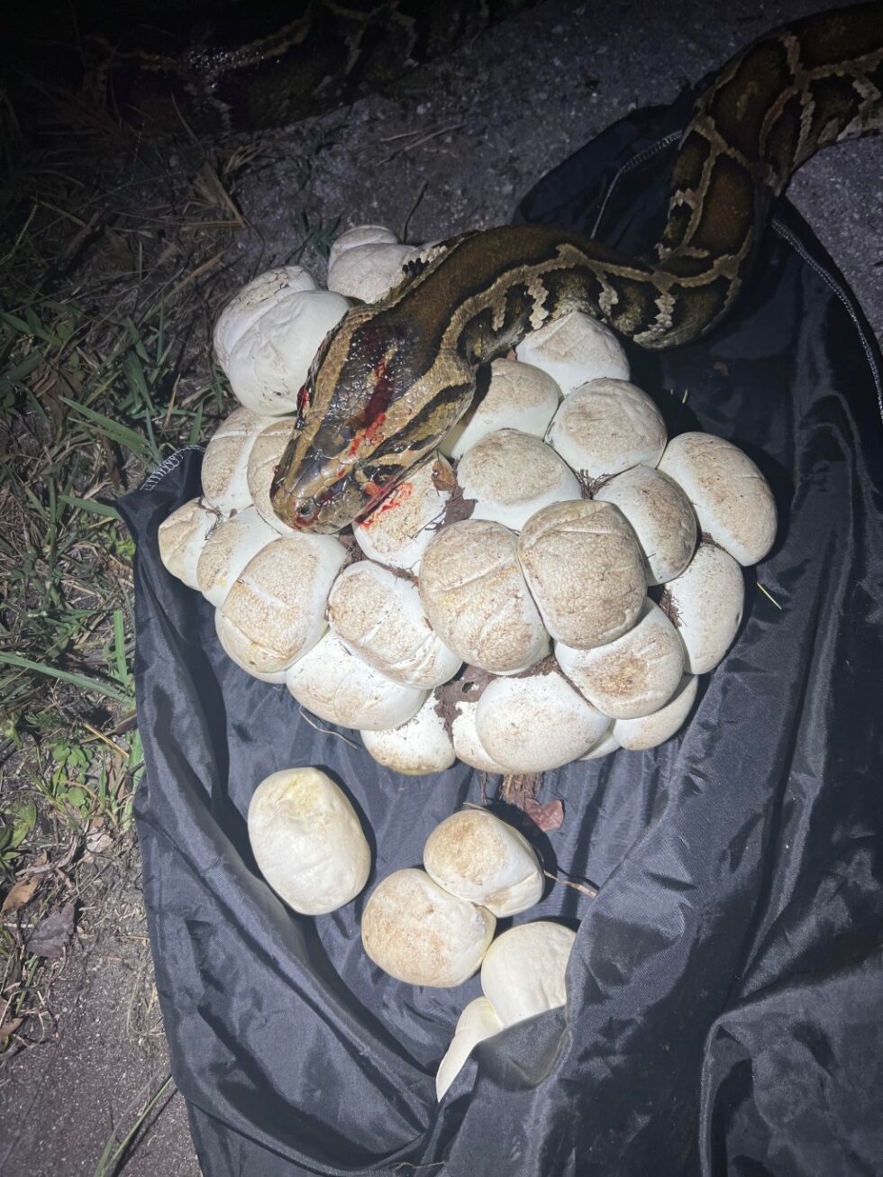 Embark on an Exciting Python Hunting Adventure