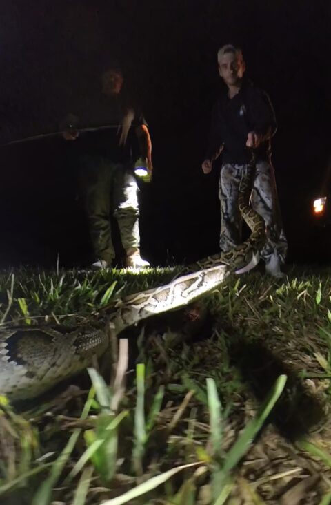 Home [pythonhunting.com]
