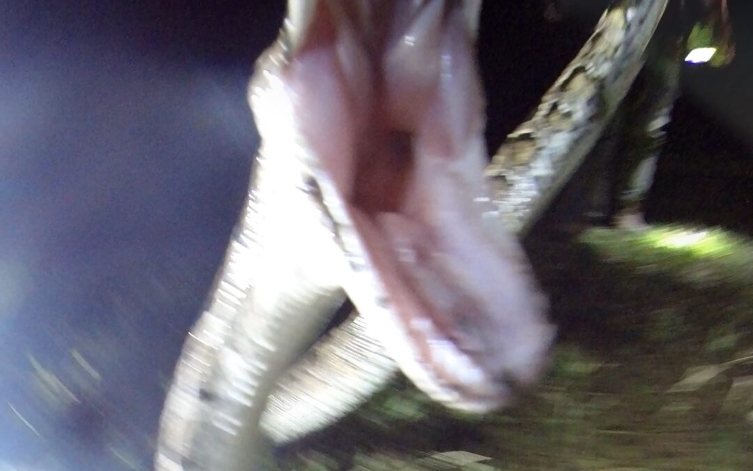 What is a Burmese Python